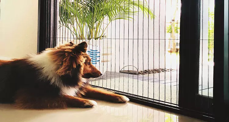 Sliding Screen Pet Door Repair in Miami Gardens, FL