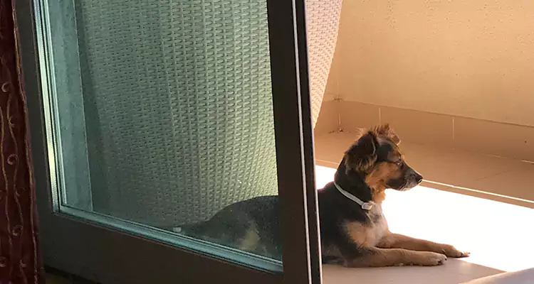 French Door Pet Screen Repair in Miami Gardens, FL